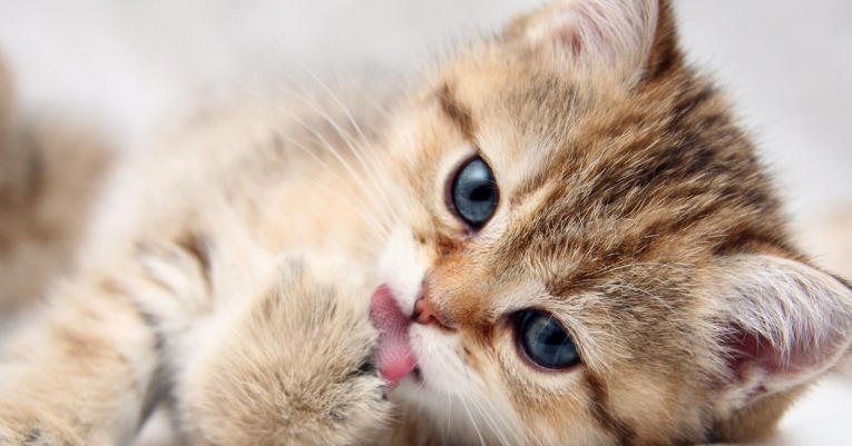 cat pictures for kids