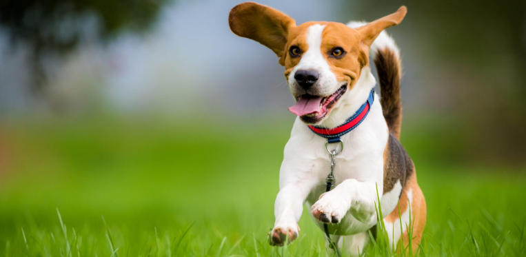 how to draw a dog running